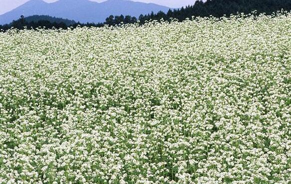 苦荞花图片