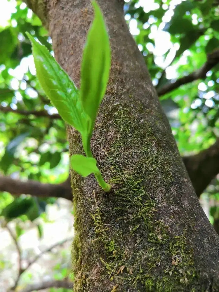 藤条茶与常规古树茶的区别