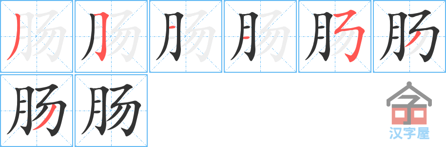 《肠》的笔顺分步演示（一笔一画写字）